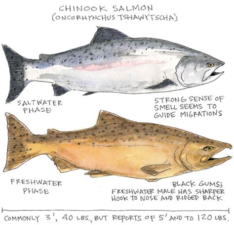 Chinook Salmon - National Maritime Historical Society