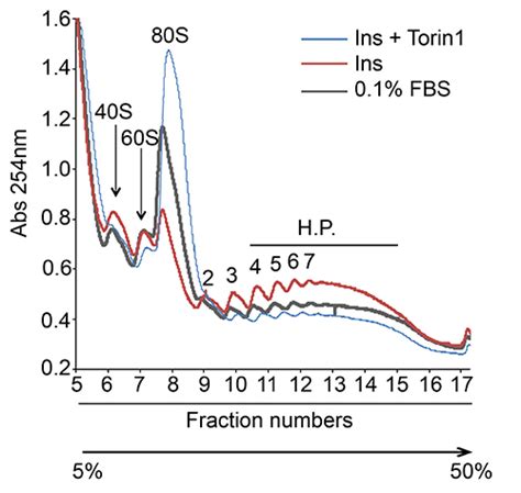 Polysome Fractionation and Analysis of Mammalian Translatomes on a Genome-wide Scale (Scientific ...