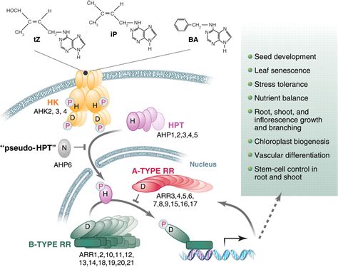 Advances in Cytokinin Signaling | Science