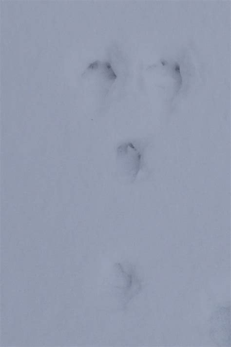 Backyard Beasts: Eastern cottontail tracks and trails...