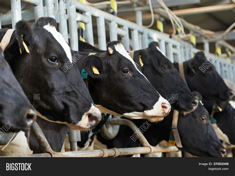 Milch Cows During Image & Photo (Free Trial) | Bigstock