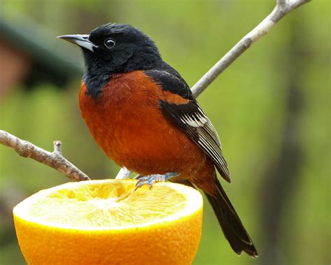 Male Orchard Oriole - FeederWatch