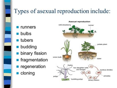 Types of asexual reproduction (Binary fission, Budding, Regeneration ...