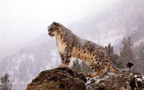 🔥 [69+] Snow Leopard Wallpapers Hd | WallpaperSafari