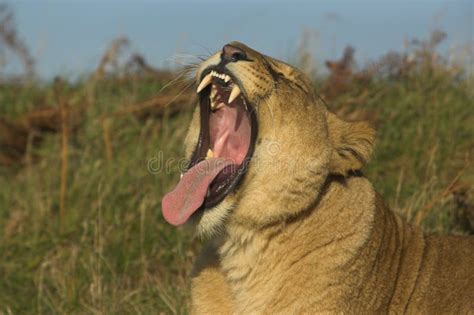 Yawning Lion stock photo. Image of wake, sleep, female - 914964