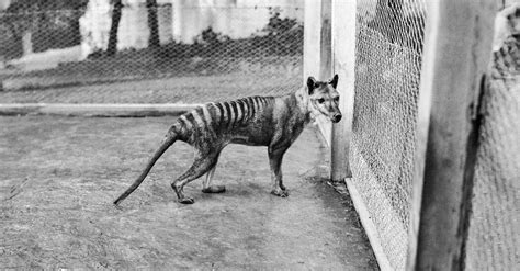 New Support for Some Extinct Tasmanian Tiger Sightings - The New York Times