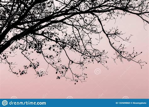 Branch of Bodhi Tree Silhouette in Autumn of Tropical Nature on Stock ...