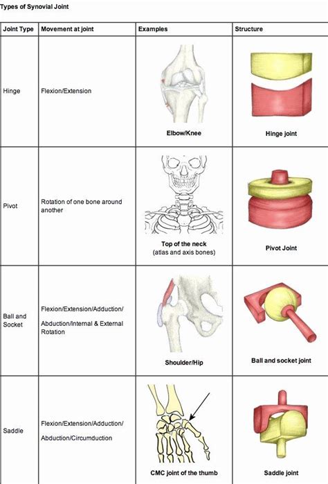 50 Joints And Movement Worksheet | Medical anatomy, Joints anatomy, Anatomy