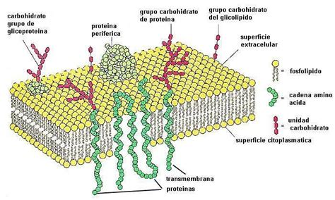 PROTEÍNAS DE MEMBRANA | Bioquímica, Estudiar quimica, Química