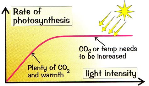 Light Intensity And Photosynthesis Graph