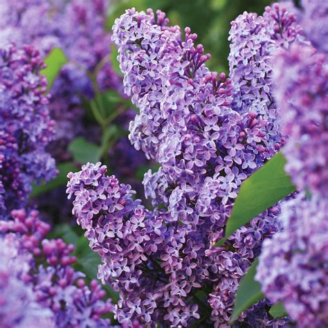 Garden State Bulb Purple Common Lilac Flowering Shrub in 2 Pack(s) Bare ...