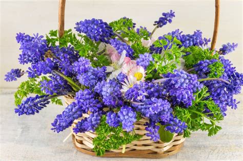 Bluebell Bouquet Stock Images - Download 4,272 Royalty Free Photos