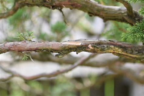 Grafting trees as Bonsai cultivation technique - Bonsai Empire