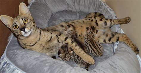 New born Serval kittens too cute