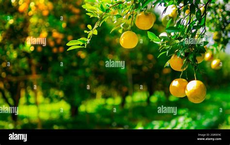 Background Orange Farm Ready To Harvest Stock Photo - Alamy