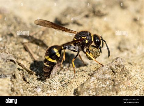 Potter wasp nest hi-res stock photography and images - Alamy