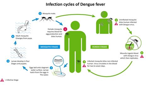 Dengue Mosquito Life Cycle