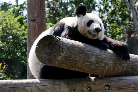 File:Panda at the Memphis Zoo.JPG - Wikimedia Commons