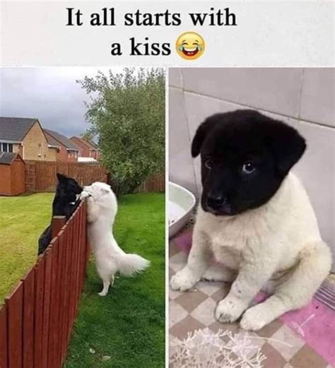 Pin by Hayley Marie on doggo | Really funny, Kiss funny, Funny pictures