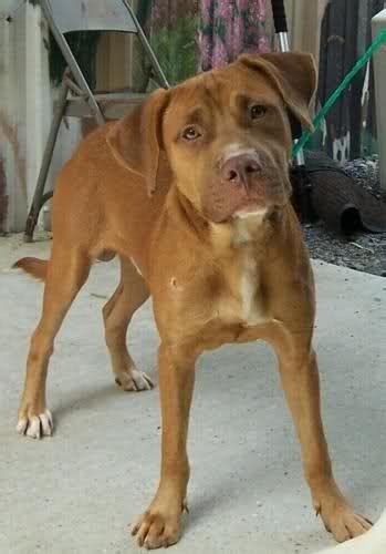 Red Nose Pitbull Mix With Lab Puppies