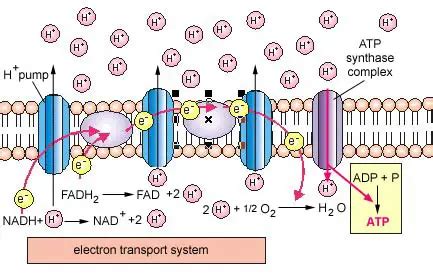 Chemiosmotic Theory - BIOLOGY JUNCTION