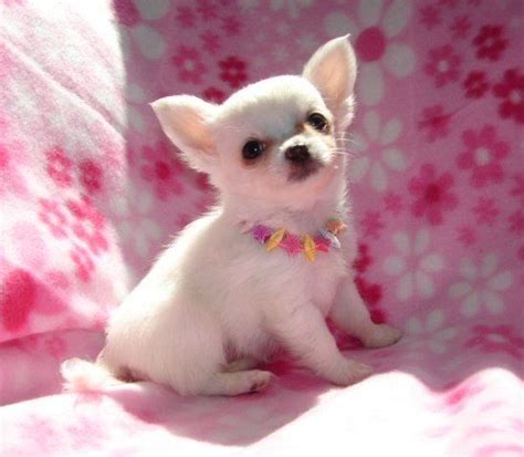 Chihuahua Puppies For Free | CHIHUAHUA PUPPY FOR FREE ADOPTION - Dubai ...