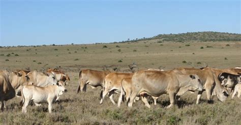 Rangeland degradation and regeneration in Tanzania