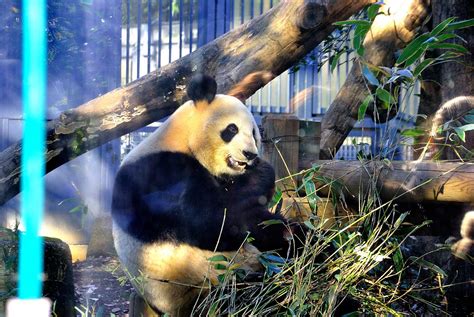 Tokyo, Japan - Ueno zoo pandas - Enrico Pescantini Travel Photographer