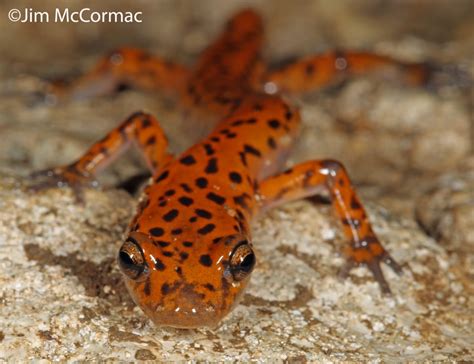 Ohio Birds and Biodiversity: Cave Salamander