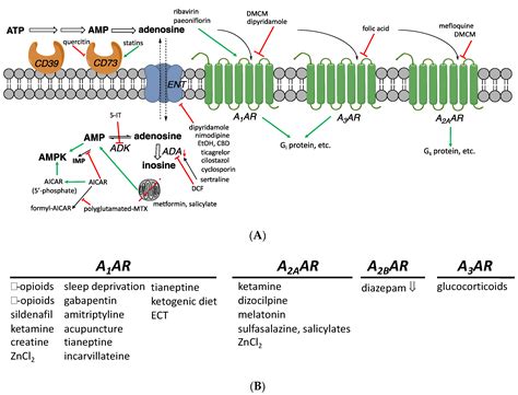 Cells | Free Full-Text | Adenosine-Related Mechanisms in Non-Adenosine Receptor Drugs