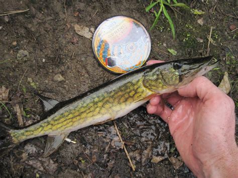 Pickerel, Chain | www.roughfish.com