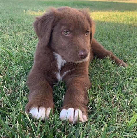 Chocolate lab mix puppy | Labrador mischling, Labrador, Mischling