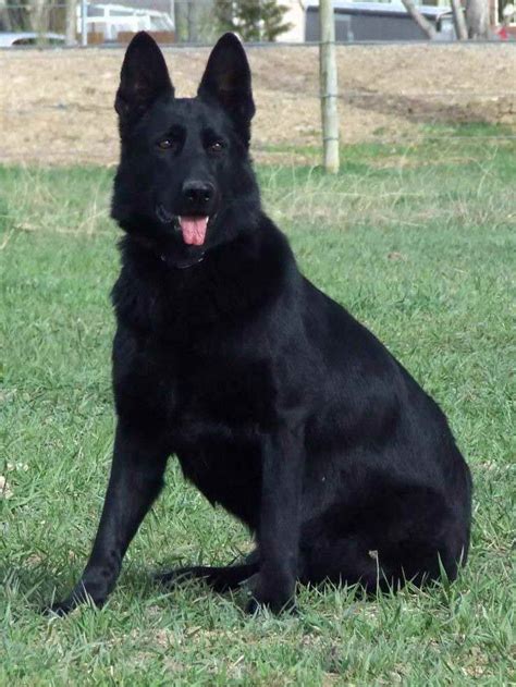 Giant Black German Shepherd | PETSIDI