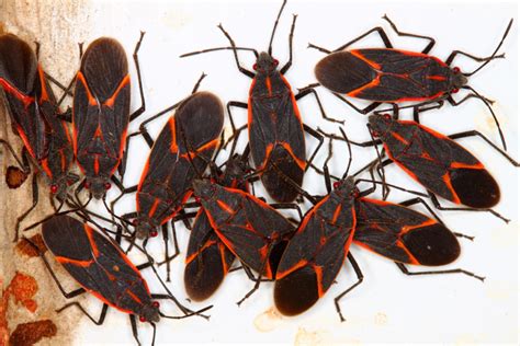 Boxelder Bugs | Northwest Exterminating