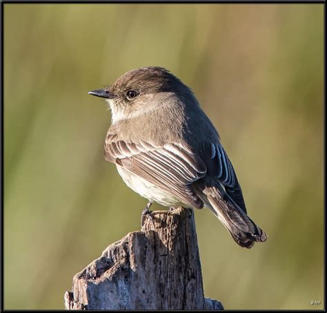 Small Birds