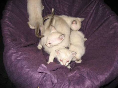 Adorable Apple head Siamese kittens for Sale in Jersey City, New Jersey Classified ...