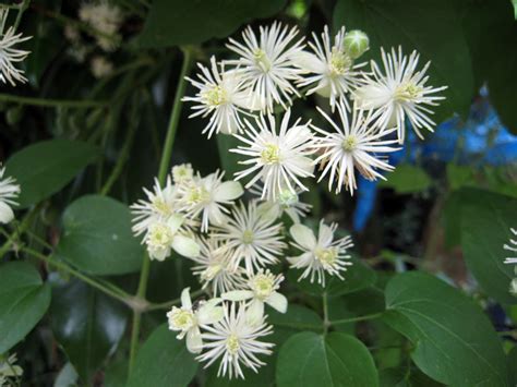 Old Man’s Beard (Clematis vitalba flowers | EMSWCD