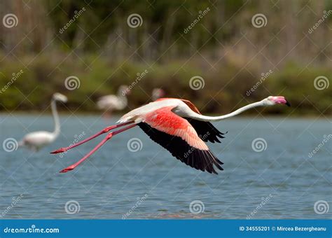 Flamingo Bird In Natural Habitat Stock Image - Image: 34555201