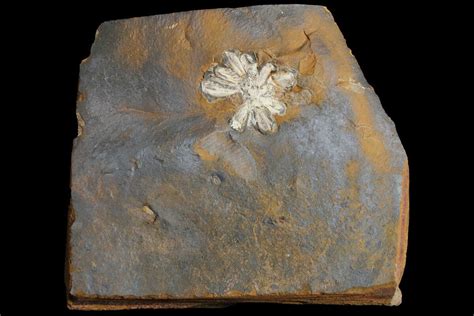 .6" Fossil Reproductive Structure (Amersinia) - North Dakota (#165068) For Sale - FossilEra.com