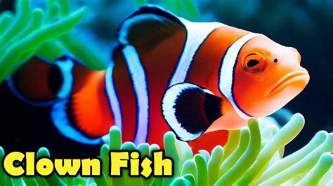 10 Facts About The CLOWNFISH You Didn't Know! - YouTube