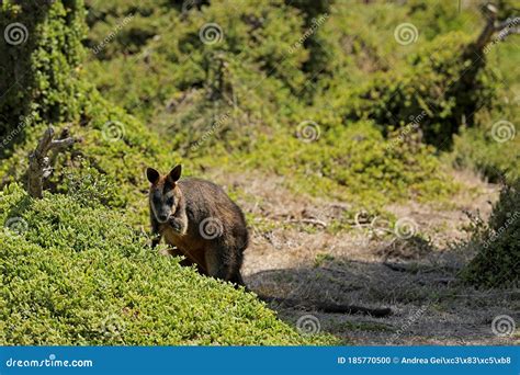 Kangaroo Wallaby in Australia Stock Photo - Image of mammalia, living: 185770500