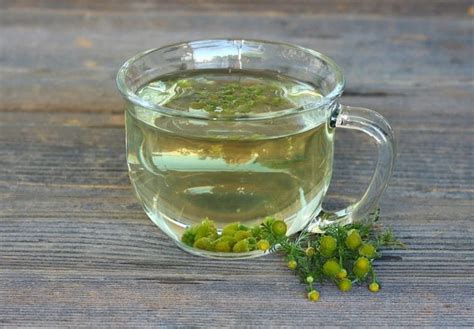 Foraging for Pineapple Weed (Wild Chamomile) + Pineapple Weed Tea