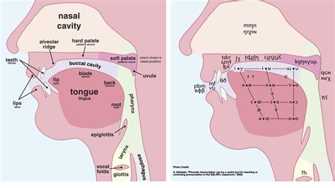 Places of Articulation – Listen Talk Learn