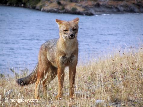 Argentine Grey Fox in Torres del Paine National Park