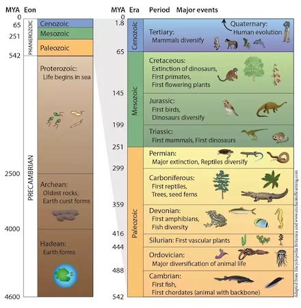 Phanerozoic Eon | Overview & Era - Video & Lesson Transcript | Study.com