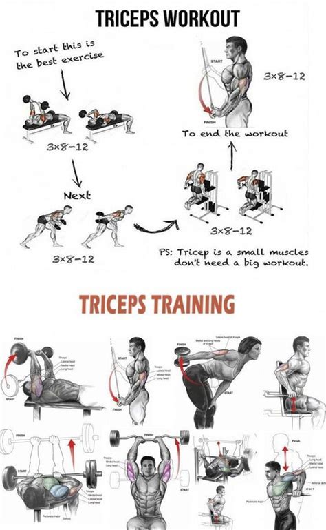 Muscle Building Proven Secrets | Triceps workout, Tricep workout routine, Tricep workout gym