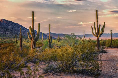 Desert Sun Setting - San Tan - Arizona Photograph by Jon Berghoff