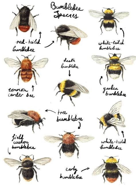 British Bee Guide | The Pest Doctor | Pest Control Southampton - CALL ...