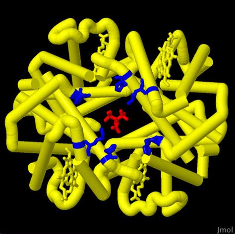 PDB-101: Geis Archive: DPG-Hemoglobin Complex