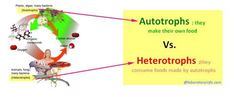 Autotrophs And Heterotrophs Cell